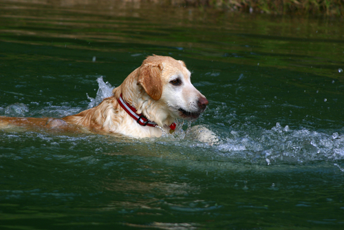 Många hundar är duktiga att simma men det är trots det bra att veta vad du ska göra om olyckan är framme och hunden behöver din hjälp. Foto: Shutterstock